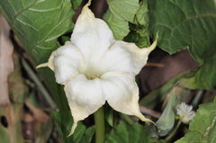 Jaborosa odonelliana