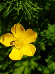 Ranunculus orthorhynchus