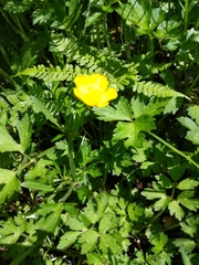 Ranunculus orthorhynchus