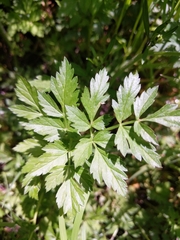 Ranunculus orthorhynchus