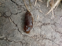 Arion vulgaris