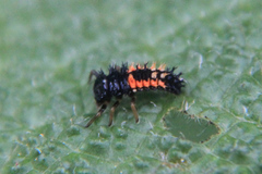 Harmonia axyridis