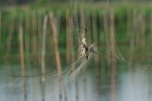 Yellow Bittern (Botaurus sinensis), photo 4