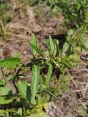 Dracocephalum thymiflorum
