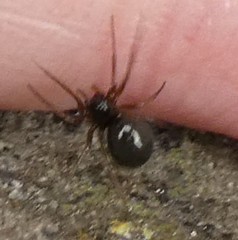 Araneae