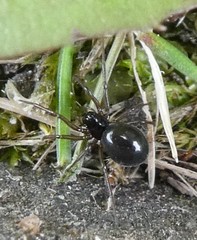 Araneae
