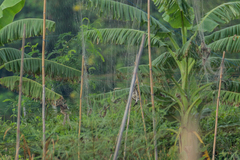 Vanellus indicus atronuchalis