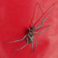 Philodromus