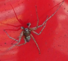 Philodromus