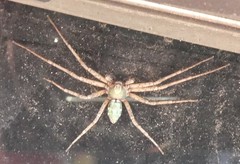 Philodromus