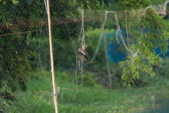 Vanellus indicus atronuchalis