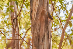 Colluricincla rufogaster