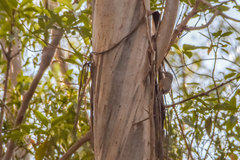 Colluricincla rufogaster