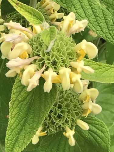 Turkish Sage