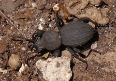 Scaurus striatus