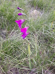 Gladiolus palustris