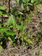 Dracocephalum thymiflorum