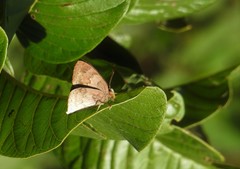 Euselasia thucydides