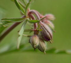 Geranium tuberosum