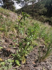 Dracocephalum thymiflorum