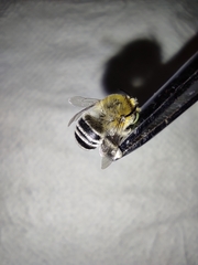 Amegilla quadrifasciata