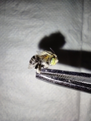 Amegilla quadrifasciata
