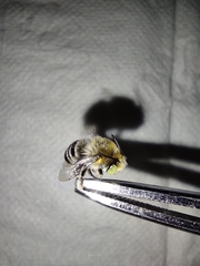 Amegilla quadrifasciata