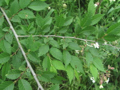 Platychora ulmi