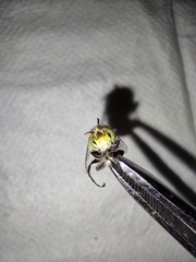 Amegilla quadrifasciata