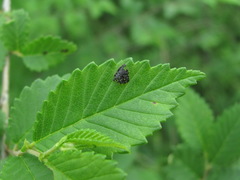 Platychora ulmi