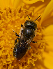 Osmia coloradensis