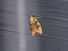 Aleimma loeflingiana