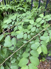 Ulmus rubra
