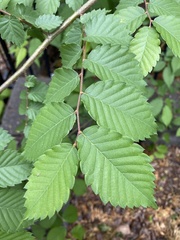Ulmus rubra