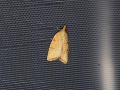 Aleimma loeflingiana