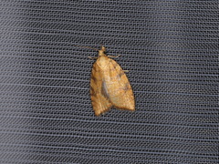 Aleimma loeflingiana