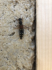 Staphylinus caesareus