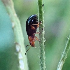 Podagrica fuscicornis