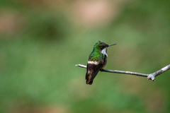 Lophornis chalybeus
