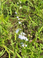 Lobelia appendiculata