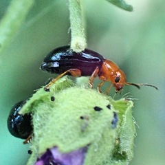 Podagrica fuscicornis