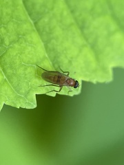 Metopininae