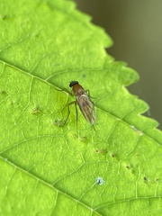 Metopininae
