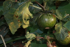 Image of Solanum macrocarpon
