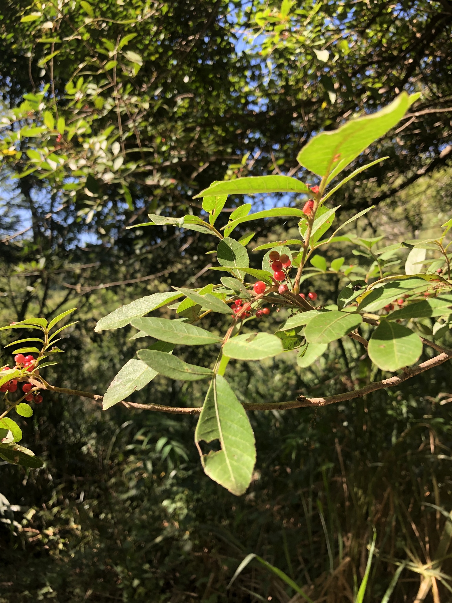 Schinus terebinthifolia