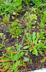Capsella bursa-pastoris