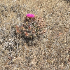 Micropuntia pulchella