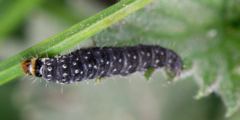 Zelotherses paleana