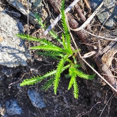 Achillea ptarmicoides