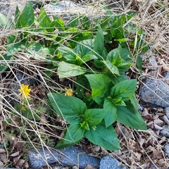 Scrophularia grayana